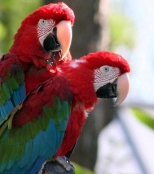 Amazonian Wildlife Immersion — Puerto Maldonado